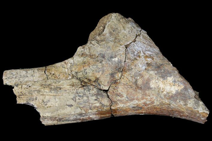 Fossil Triceratops Rib Section - North Dakota #120043